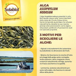Concime Liquido Biologico a base di Alga Bruna – Solabiol Algasan 1L