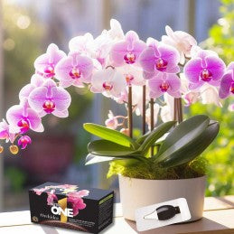 One Orchidee – Concime Concentrato per Orchidee 20x2ml